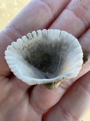 Anadara brasiliana