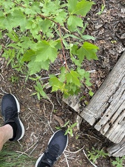 Acer glabrum douglasii
