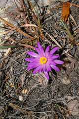 Mammillaria theresae