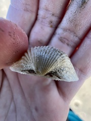 Anadara brasiliana