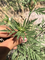 Ambrosia artemisiifolia