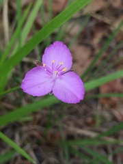 Callisia rosea