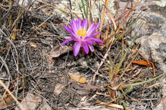 Mammillaria theresae