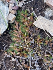 Selaginella sibirica