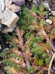 Selaginella sibirica