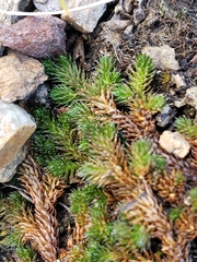 Selaginella sibirica