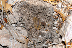 Centruroides suffusus