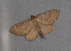 Philereme vetulata