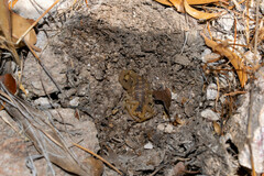 Centruroides suffusus