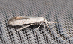 Coleophora anatipennella
