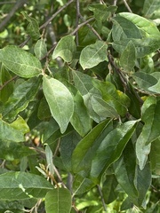 Elaeagnus umbellata