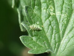 Eupteryx atropunctata