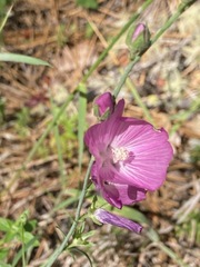 Sidalcea asprella