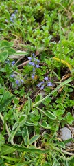 Polygala alpestris