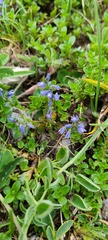Polygala alpestris