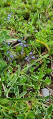 Polygala alpestris