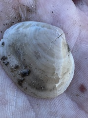 Semele