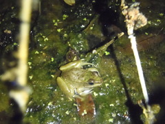 Lithobates vaillanti
