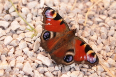 Aglais io