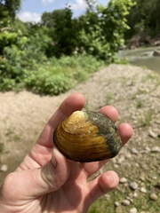 Cyclonaias necki