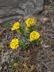 Erysimum menziesii
