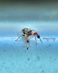 Harmochirus insulanus