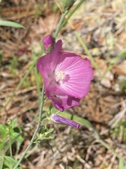 Sidalcea asprella