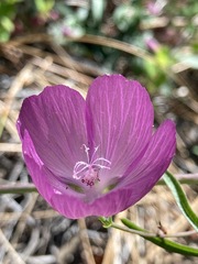 Sidalcea asprella