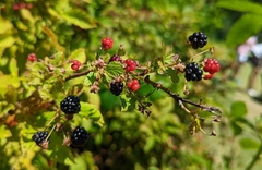 Rubus