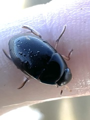 Tropisternus quadristriatus