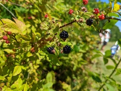 Rubus