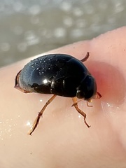 Tropisternus quadristriatus