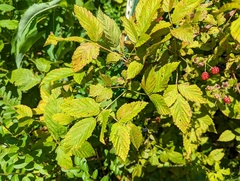 Rubus