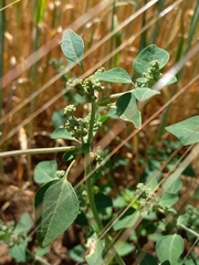 Chenopodium vulvaria