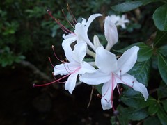 Rhododendron arborescens