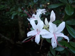 Rhododendron arborescens