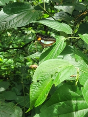 Adelpha iphicleola