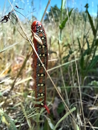 Hyles euphorbiae