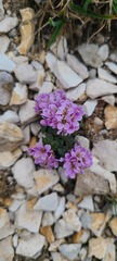 Noccaea stylosa