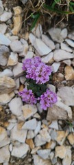 Noccaea stylosa
