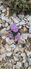 Noccaea stylosa