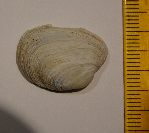 Irus reflexus