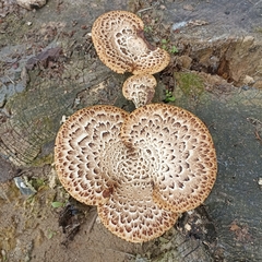 Cerioporus squamosus