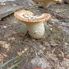 Cerioporus squamosus