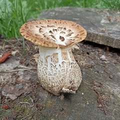 Cerioporus squamosus