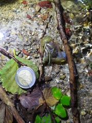 Austropotamobius pallipes