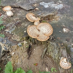 Cerioporus squamosus