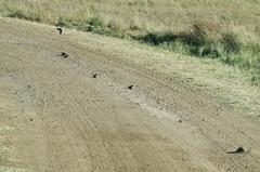 Cecropis senegalensis