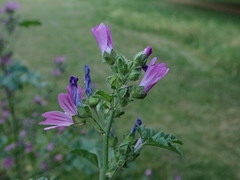 Malva sylvestris