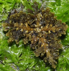 Cystoseira compressa